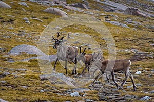 Herd of wild reindeer in the tundra of Knivskjellodden,  Norway