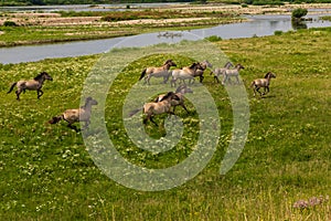 A herd of wild running koninck horses near the river Meuse in Limburg, the Netherland