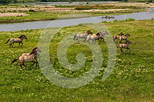 A herd of wild running koninck horses near the river Meuse in Limburg, the Netherland