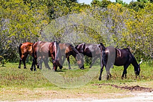 Herd of Wild Spanish Mustangs on the Outer Banks photo