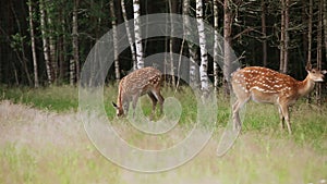 Herd of wild spotted deer grazing