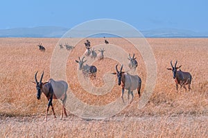 Herd of wild topis with long horns walking through a field in an African savannah photo