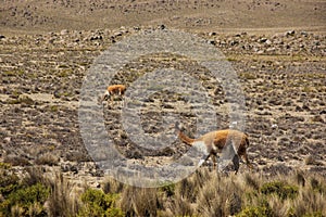 A herd of wild Vicuna is grazing