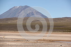 A herd of wild Vicuna is grazing