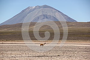 A herd of wild Vicuna is grazing