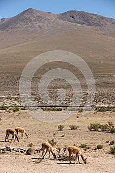 A herd of wild Vicuna is grazing