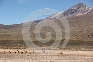A herd of wild Vicuna is grazing