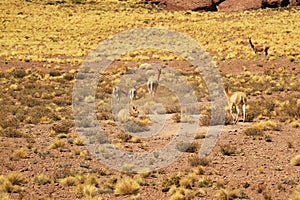Herd of Wild Vicunas Grazing on Ichu Grass Field of Los Flamencos National Reserve in Antofagasta Region of Northern Chile photo