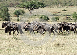 A herd of wild wildebeests in Savannah