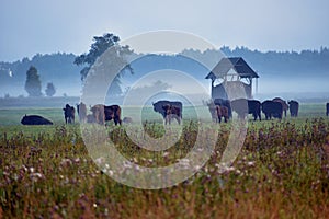 Herd of wild wisent grazing in the meadow in the reserve of the Belovezhskaya Pushcha