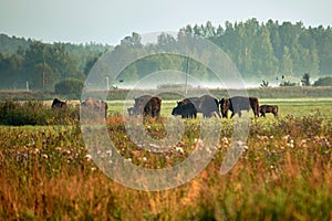 Herd of wild wisent grazing in the meadow in the reserve of the Belovezhskaya Pushcha