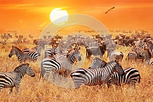 Herd of wild zebras and wildebeest in the African savanna against a beautiful orange sunset. The wild nature of Tanzania.