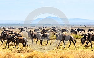 Herd of wildebeast