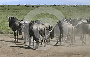 Herd of wildebeest