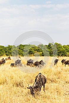 A herd of wildebeest against a background of coppice. Masai Mara, Kenya