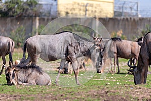 The herd of wildebeest, also called gnus Connochaetes looking for food on the ground