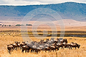 A herd of wildebeest antelopes