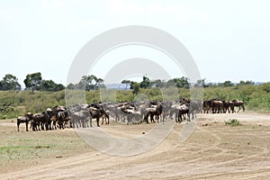 A herd of wildebeest on the bank of Mara river