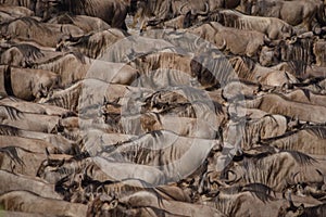 A herd of wildebeest build up the courage to swim across the Nile river during the wildebeest migration