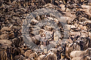 A herd of wildebeest build up the courage to swim across the Nile river during the wildebeest migration, one individual looks at t