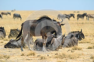 Herd of wildebeest (Connochaetes)