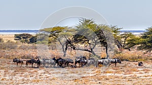 A herd of wildebeest (Connochaetes taurinus) under a acacia tree protecting from the sun, Onguma Game Reserve, Namibia.