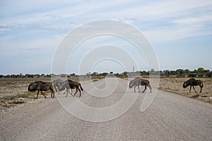 Herd of Wildebeest crossing gravel road near urbanized area in Namibia photo