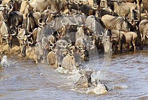 Herd of Wildebeest crossing Mara river