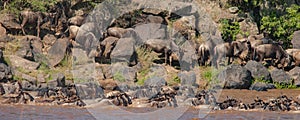 Herd of wildebeest crossing the Nile River