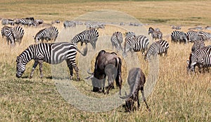 Herd of wildebeest and dazzle of zebra grazing in the tall grass of the Masai Mara during the wildbeest migration