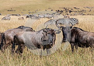 Herd of wildebeest and dazzle of zebra grazing in the tall grass of the Masai Mara during the wildbeest migration