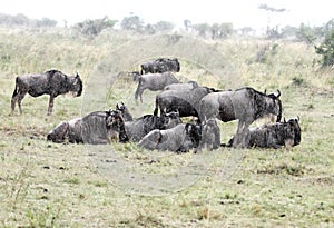 A herd of Wildebeest enjoying the rain