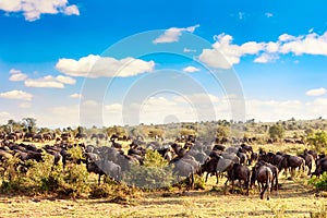 A herd of wildebeest during great migration in Masai Mara National Park. Kenya, Africa