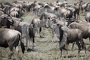 Herd during wildebeest great migration in Serengeti National Par