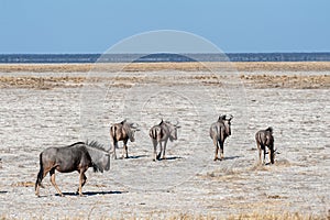 A herd of Wildebeest heading out the the Etosha Salt Pan
