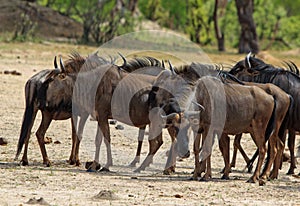 Herd of Wildebeest on the Hwange Plains photo