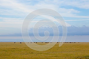 Herd of wildebeest from Lake Manyara, Tanzania