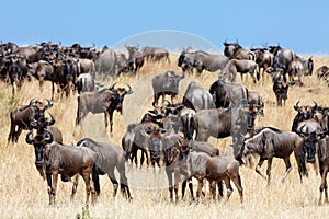 A herd of wildebeest migrate on the savannah photo