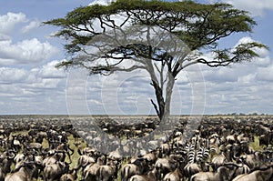 Herd of wildebeest migrating in Serengeti