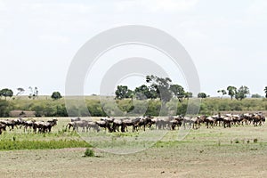 A herd of wildebeest near Mara river