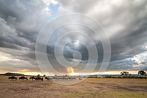 A herd of wildebeest on the plains under a storm cloud with a ray of light coming through the clouds