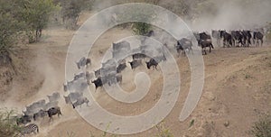 Herd of wildebeest running down river bank and kicking up a cloud of dust during the great annual migration in the wild masai mara