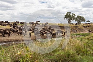 Herd of wildebeest on the shore of the pond. Kenya, Africa