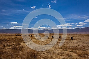 Herd of wildebeest standing