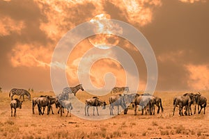 Herd of wildebeest standing together during sunrise with some zebra standing behind at Masai Mara National Reserve Kenya