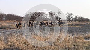 Herd of Wildebeest Walking in the Makgadikgadi Salt Pans