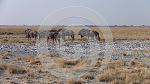 Herd of Wildebeest Walking in the Makgadikgadi Salt Pans