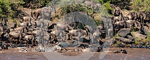 Herd of wildebeest and zebra crossing the Nile River
