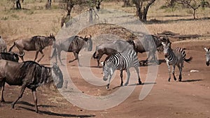 Herd of wildebeest and zebra crossing a pass in the savanna