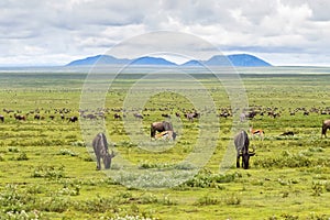 Herd of Wildebeest Zebra Gazelle antelope migration at Serengeti National Park in Tanzania, Africa